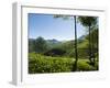 View over Tea Plantations, Near Munnar, Kerala, India, Asia-Stuart Black-Framed Photographic Print