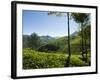 View over Tea Plantations, Near Munnar, Kerala, India, Asia-Stuart Black-Framed Photographic Print