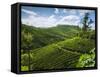 View over Tea Plantations, Near Munnar, Kerala, India, Asia-Stuart Black-Framed Stretched Canvas