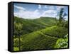 View over Tea Plantations, Near Munnar, Kerala, India, Asia-Stuart Black-Framed Stretched Canvas