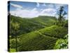 View over Tea Plantations, Near Munnar, Kerala, India, Asia-Stuart Black-Stretched Canvas