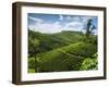 View over Tea Plantations, Near Munnar, Kerala, India, Asia-Stuart Black-Framed Photographic Print