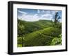 View over Tea Plantations, Near Munnar, Kerala, India, Asia-Stuart Black-Framed Photographic Print