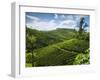 View over Tea Plantations, Near Munnar, Kerala, India, Asia-Stuart Black-Framed Photographic Print