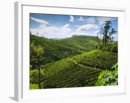 View over Tea Plantations, Near Munnar, Kerala, India, Asia-Stuart Black-Framed Photographic Print