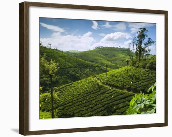 View over Tea Plantations, Near Munnar, Kerala, India, Asia-Stuart Black-Framed Photographic Print