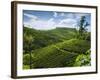 View over Tea Plantations, Near Munnar, Kerala, India, Asia-Stuart Black-Framed Photographic Print
