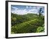 View over Tea Plantations, Near Munnar, Kerala, India, Asia-Stuart Black-Framed Photographic Print