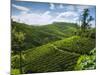 View over Tea Plantations, Near Munnar, Kerala, India, Asia-Stuart Black-Mounted Photographic Print