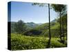 View over Tea Plantations, Near Munnar, Kerala, India, Asia-Stuart Black-Stretched Canvas