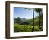 View over Tea Plantations, Near Munnar, Kerala, India, Asia-Stuart Black-Framed Photographic Print