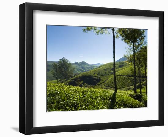 View over Tea Plantations, Near Munnar, Kerala, India, Asia-Stuart Black-Framed Photographic Print