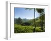 View over Tea Plantations, Near Munnar, Kerala, India, Asia-Stuart Black-Framed Photographic Print