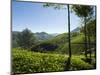 View over Tea Plantations, Near Munnar, Kerala, India, Asia-Stuart Black-Mounted Photographic Print