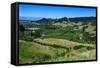 View over the Lush Valley of the Kahurangi National Park, South Island, New Zealand, Pacific-Michael Runkel-Framed Stretched Canvas