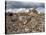 View over the Old Town, Piazza Armerina, Sicily, Italy, Europe-Stuart Black-Stretched Canvas