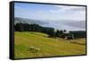 View over the Otago Peninsula, Otago, South Island, New Zealand, Pacific-Michael-Framed Stretched Canvas