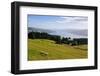 View over the Otago Peninsula, Otago, South Island, New Zealand, Pacific-Michael-Framed Photographic Print