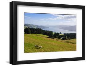 View over the Otago Peninsula, Otago, South Island, New Zealand, Pacific-Michael-Framed Photographic Print