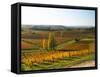 View Over the Vineyards in Bergerac, Chateau Belingard, Bergerac, Dordogne, France-Per Karlsson-Framed Stretched Canvas