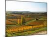 View Over the Vineyards in Bergerac, Chateau Belingard, Bergerac, Dordogne, France-Per Karlsson-Mounted Premium Photographic Print