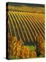 View Over the Vineyards in Bergerac, Chateau Belingard, Bergerac, Dordogne, France-Per Karlsson-Stretched Canvas