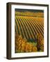 View Over the Vineyards in Bergerac, Chateau Belingard, Bergerac, Dordogne, France-Per Karlsson-Framed Photographic Print