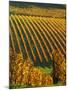 View Over the Vineyards in Bergerac, Chateau Belingard, Bergerac, Dordogne, France-Per Karlsson-Mounted Photographic Print