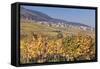 View over the Vineyards to Weyher in Autumn-Marcus Lange-Framed Stretched Canvas