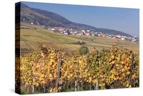 View over the Vineyards to Weyher in Autumn-Marcus Lange-Stretched Canvas