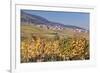 View over the Vineyards to Weyher in Autumn-Marcus Lange-Framed Photographic Print