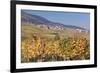 View over the Vineyards to Weyher in Autumn-Marcus Lange-Framed Photographic Print