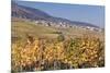 View over the Vineyards to Weyher in Autumn-Marcus Lange-Mounted Photographic Print