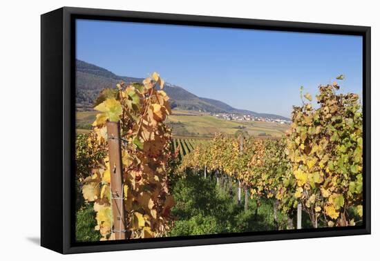 View over the Vineyards to Weyher in Autumn-Marcus Lange-Framed Stretched Canvas