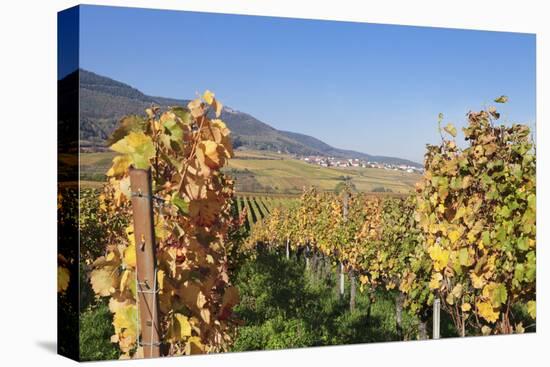 View over the Vineyards to Weyher in Autumn-Marcus Lange-Stretched Canvas