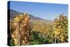 View over the Vineyards to Weyher in Autumn-Marcus Lange-Stretched Canvas