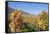 View over the Vineyards to Weyher in Autumn-Marcus Lange-Framed Stretched Canvas
