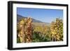 View over the Vineyards to Weyher in Autumn-Marcus Lange-Framed Photographic Print