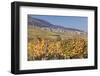 View over the Vineyards to Weyher in Autumn-Marcus Lange-Framed Photographic Print