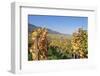 View over the Vineyards to Weyher in Autumn-Marcus Lange-Framed Photographic Print