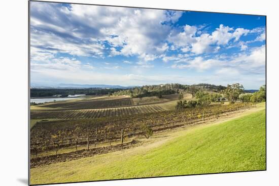 View over the wine region of the Hunter Valley, New South Wales, Australia, Pacific-Michael Runkel-Mounted Photographic Print