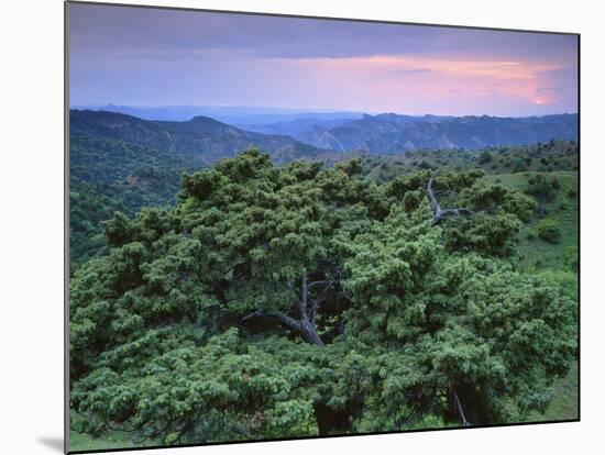 View over Trees Towards Badlands at Sunset, Vashlovani National Park, Georgia, May 2008-Popp-Mounted Photographic Print