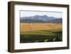 View over typical vineyard in the Wairau Valley, early morning, Renwick, near Blenheim, Marlborough-Ruth Tomlinson-Framed Photographic Print