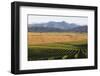 View over typical vineyard in the Wairau Valley, early morning, Renwick, near Blenheim, Marlborough-Ruth Tomlinson-Framed Photographic Print