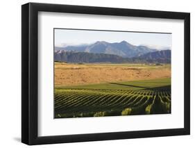 View over typical vineyard in the Wairau Valley, early morning, Renwick, near Blenheim, Marlborough-Ruth Tomlinson-Framed Photographic Print