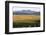 View over typical vineyard in the Wairau Valley, early morning, Renwick, near Blenheim, Marlborough-Ruth Tomlinson-Framed Photographic Print