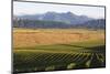 View over typical vineyard in the Wairau Valley, early morning, Renwick, near Blenheim, Marlborough-Ruth Tomlinson-Mounted Photographic Print