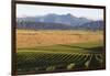 View over typical vineyard in the Wairau Valley, early morning, Renwick, near Blenheim, Marlborough-Ruth Tomlinson-Framed Photographic Print