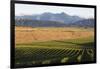 View over typical vineyard in the Wairau Valley, early morning, Renwick, near Blenheim, Marlborough-Ruth Tomlinson-Framed Photographic Print