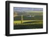 View over typical vineyards in the Wairau Valley, early morning, Renwick, near Blenheim, Marlboroug-Ruth Tomlinson-Framed Photographic Print